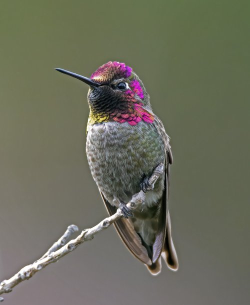My backyard Anna's hummingbird King