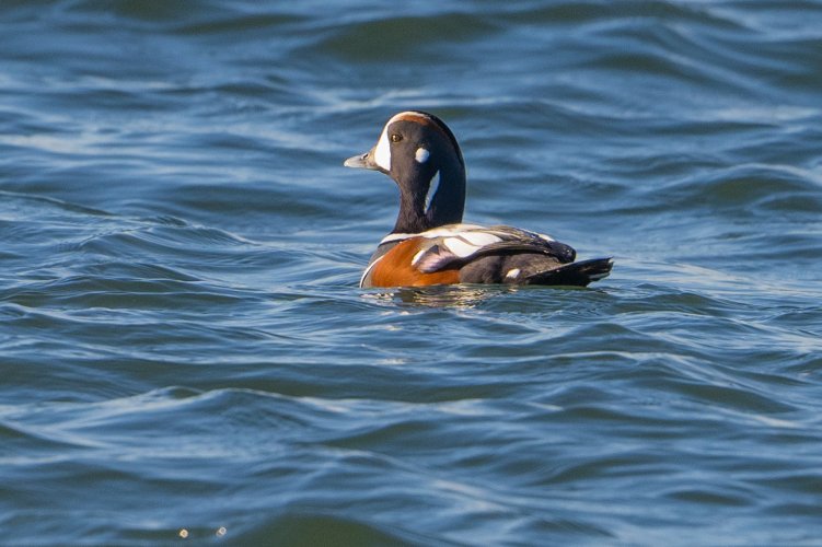 Harlequin Duck with Nikon Z9