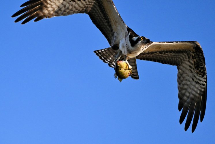 An Osprey Takes a Sunfish