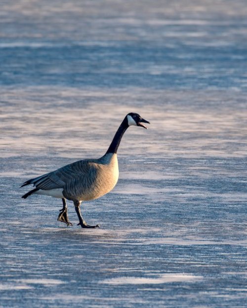 Canada goose on ice