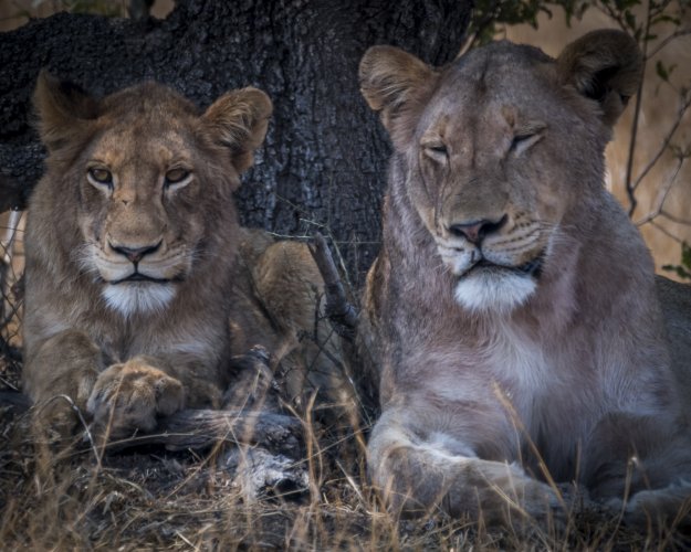 Kruger Park Lions in the Shade