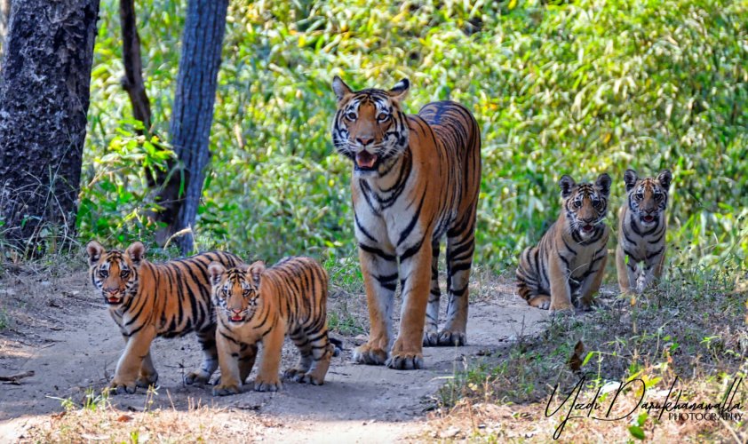 Tigress With Cubs - Kanha Tiger Reserve, India