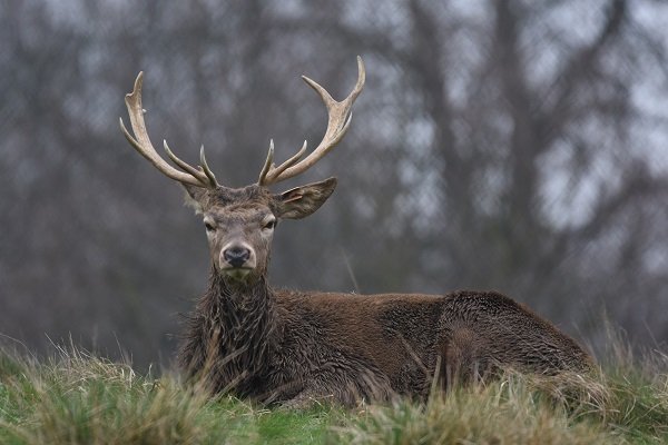 Majestic red deer.