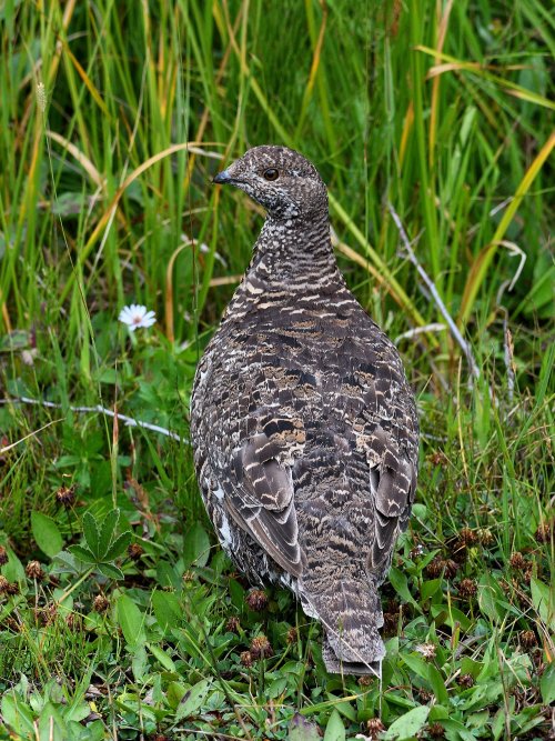 Dusky Grouse in RMNP Nikon D500 and 70-300 AF-P E