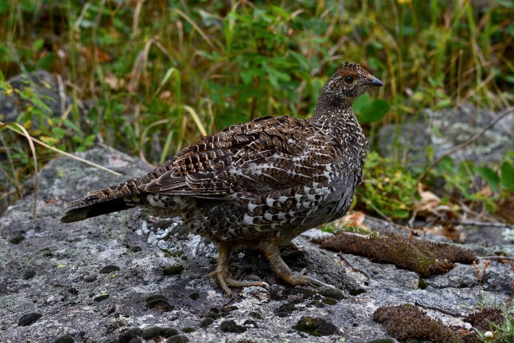 Dusky Grouse in RMNP Nikon D500 and 70-300 AF-P E