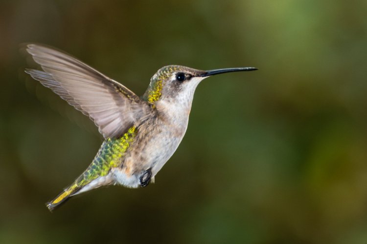 Hummers -- Share Your Hummingbird Images