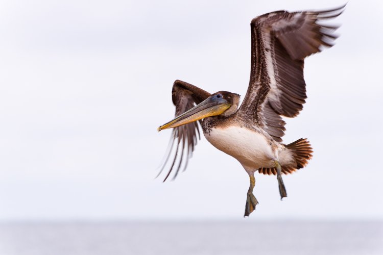 Birds in Flight -- Share your BIF Images