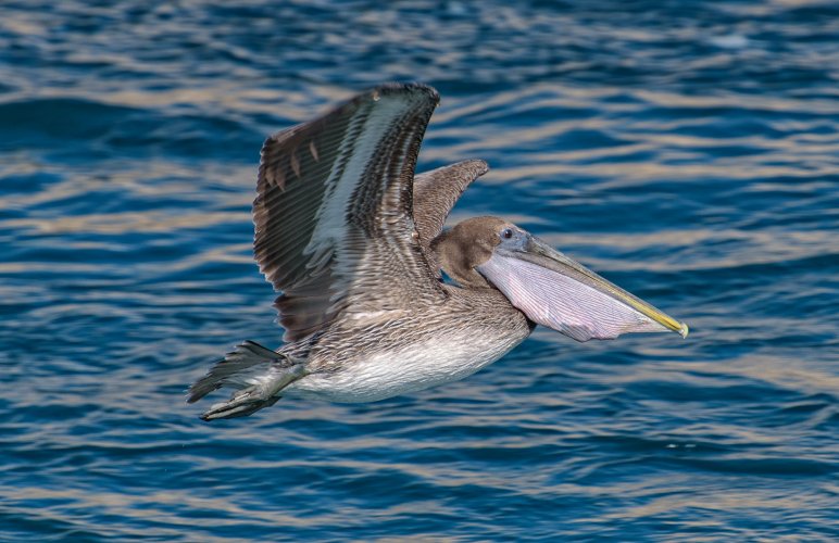 Birds in Flight -- Share your BIF Images