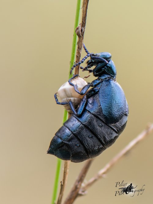 Violet Oil Beetle