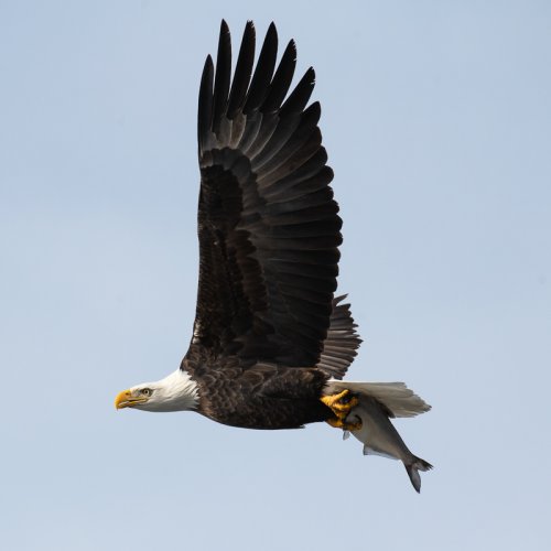 Barr Lake Eagle Day