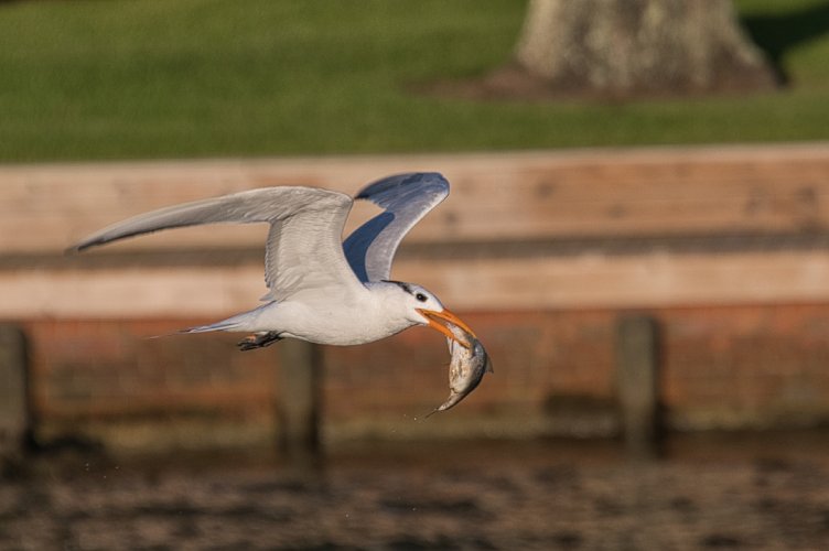 Birds in Flight -- Share your BIF Images