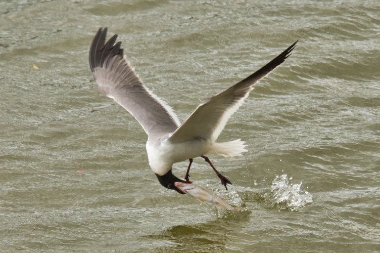 Birds in Flight -- Share your BIF Images