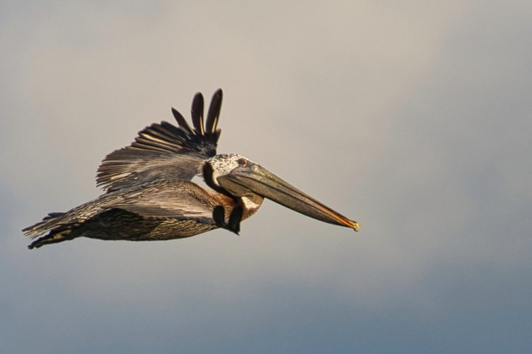 Birds in Flight -- Share your BIF Images