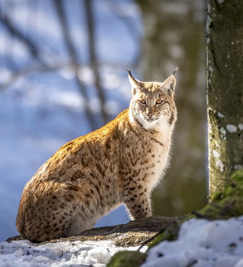 Posing lynx