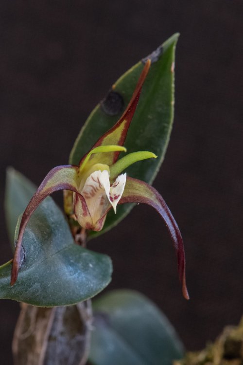 Australian native orchid