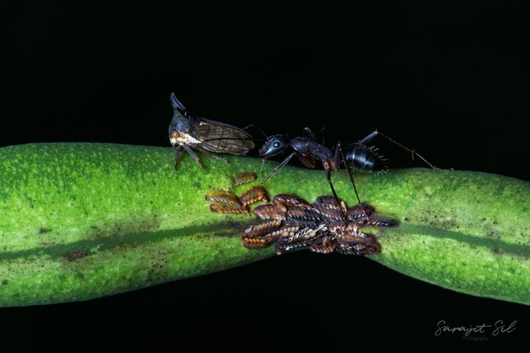 Symbiosis - Ant and Tree Hopper