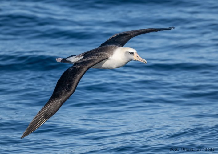 Laysan Albatross of San Diego.  01.04.2022   Nikon Z9, 500mm 5.6 PF, 1/3200sec 5.6