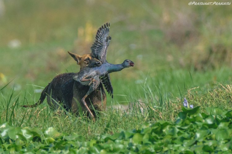 Feral dog attack on Grey-heaaded swamphen juv.