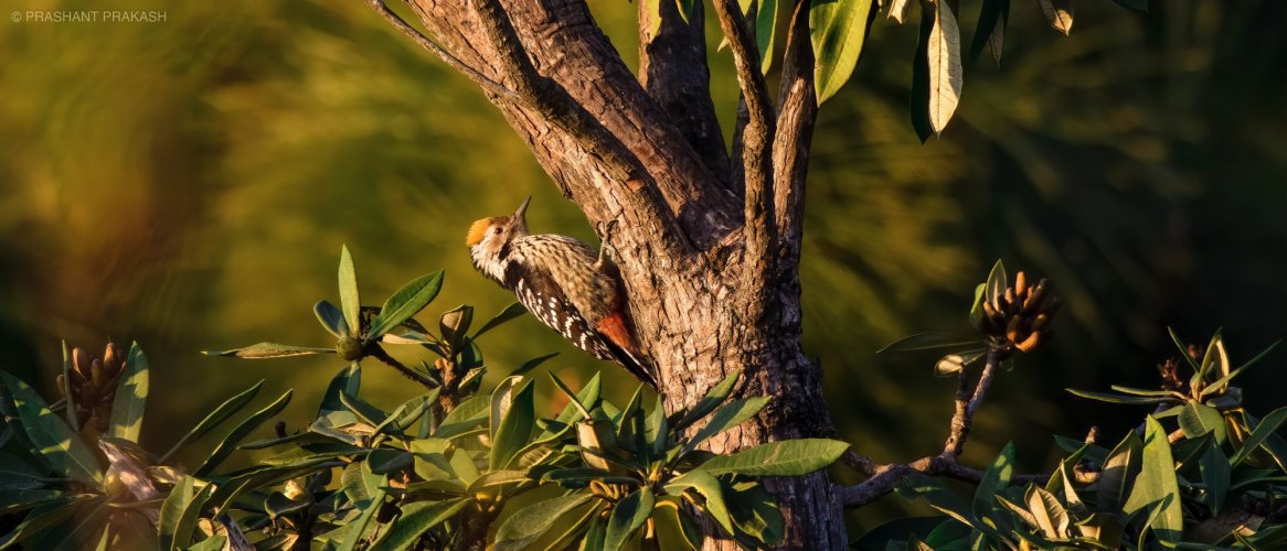 Trying out a different crop - Brown-fronted woodpecker