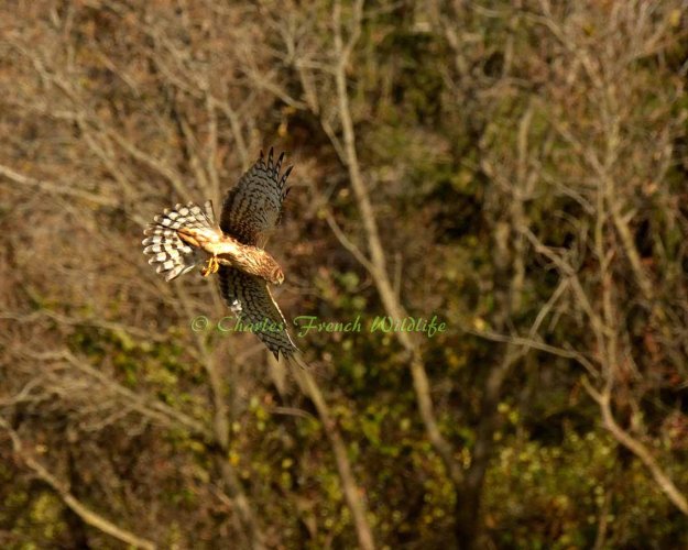 Northern Harrier from my "Secret Hawk Spot"