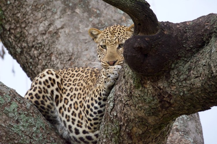 Leopard in a tree