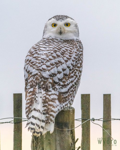 Snowy Owls at Fort Edward, NY