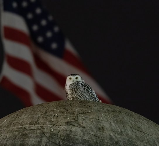 Snowy Owl in Washington DC