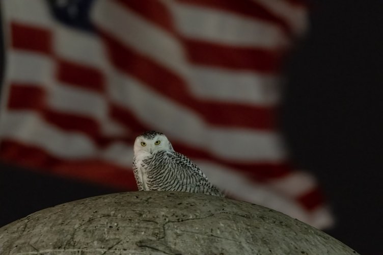 Snowy Owl in Washington DC
