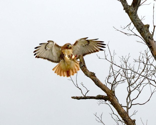 Landing Redtail Hawk.