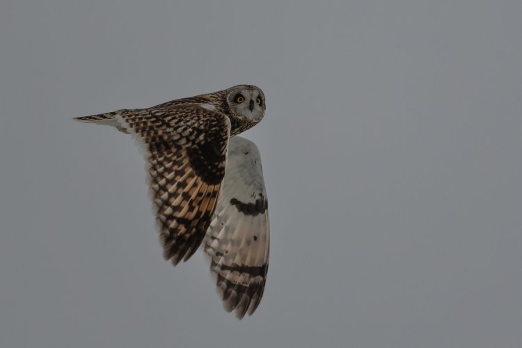 Short-eared Owl