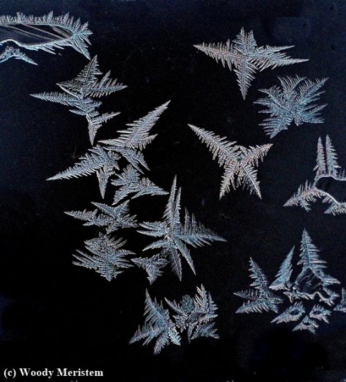 Frost on Window (6).JPG