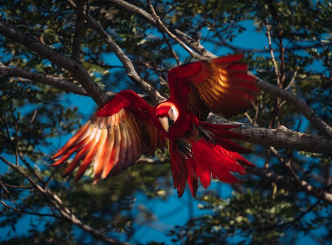 Central Pacific Macaw