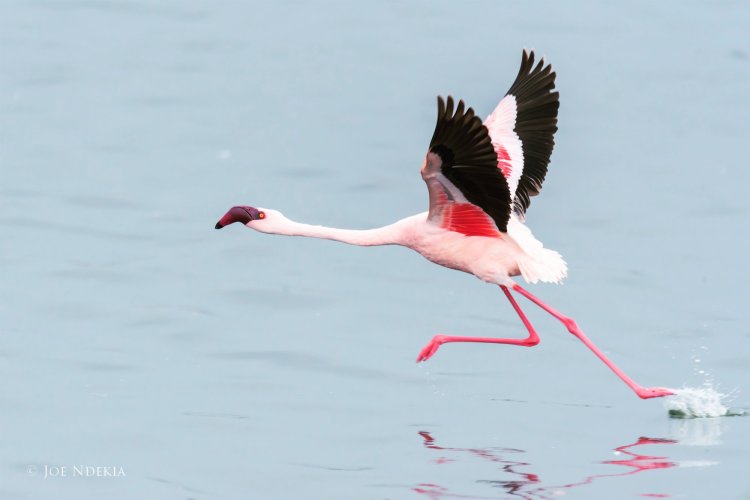Running Flamingo