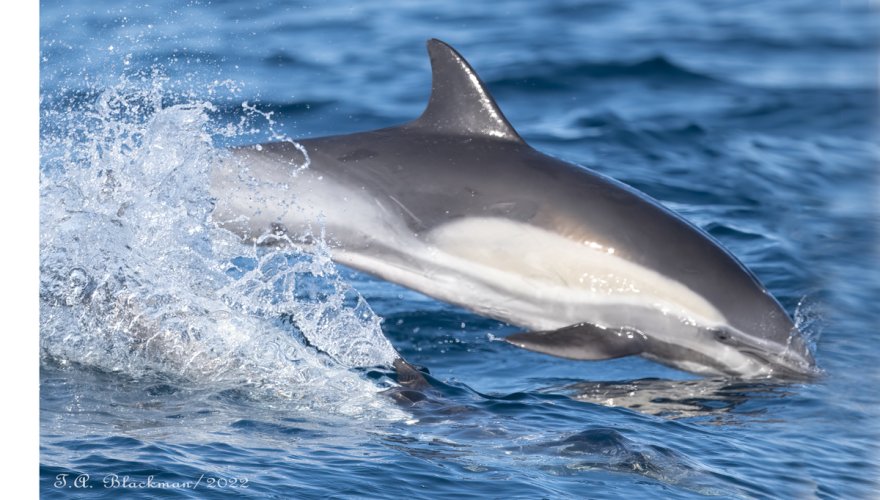 Long-beaked Common Dolphin off San Diego