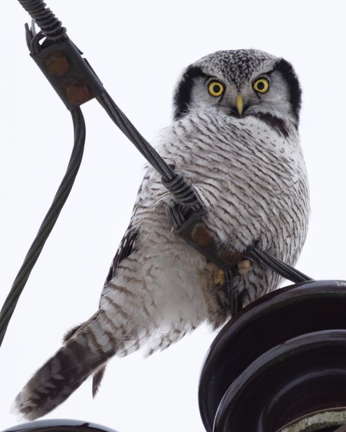My first Northern Hawk Owl