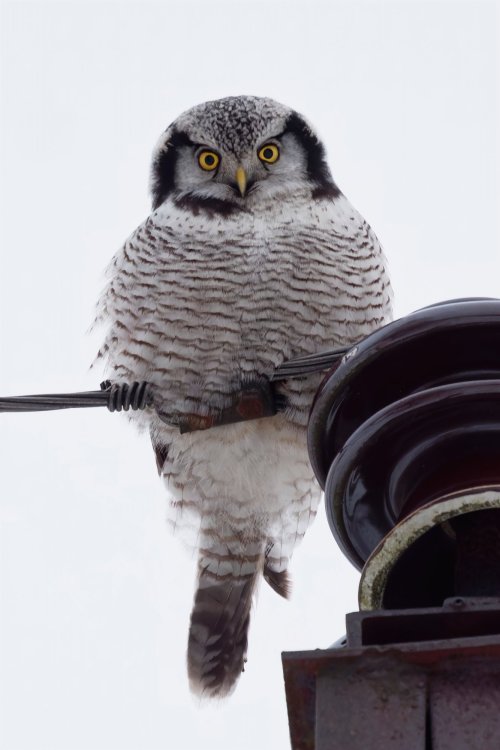 My first Northern Hawk Owl