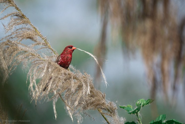 Red Avadavat with nesting material