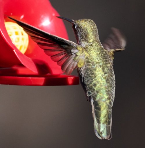 First time hummingbirds