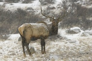 220127 RMNP ELK SNOW FLAT NO LAYERS DSC_3941_NoNoise copy copy.jpg