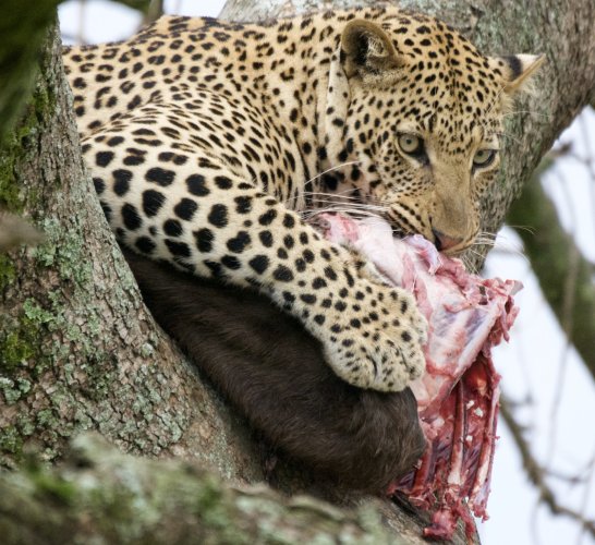 Leopard eating Lunch