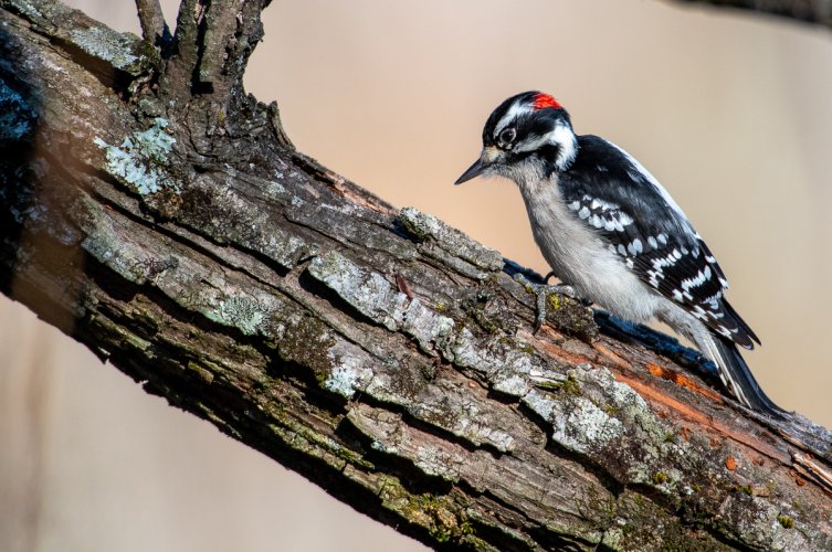 Downy woodpecker