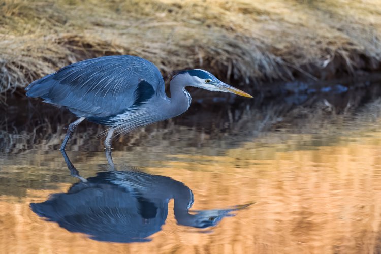 Great Blue Heron in the blue hour