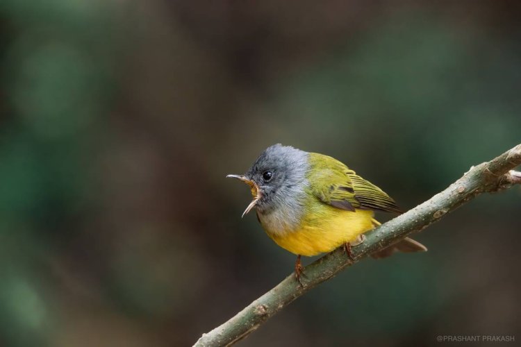 ANGRY Flycatcher!!!