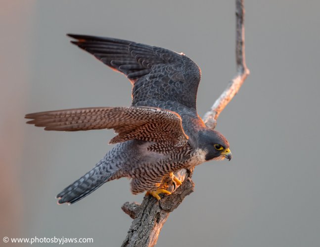 Peregrine falcon ready for launch