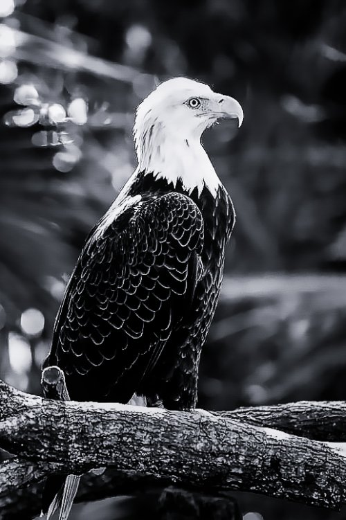 Black & White Eagle photo