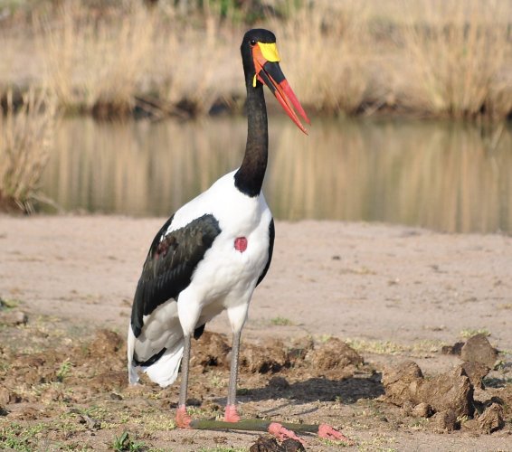 Saddle Billed Stork