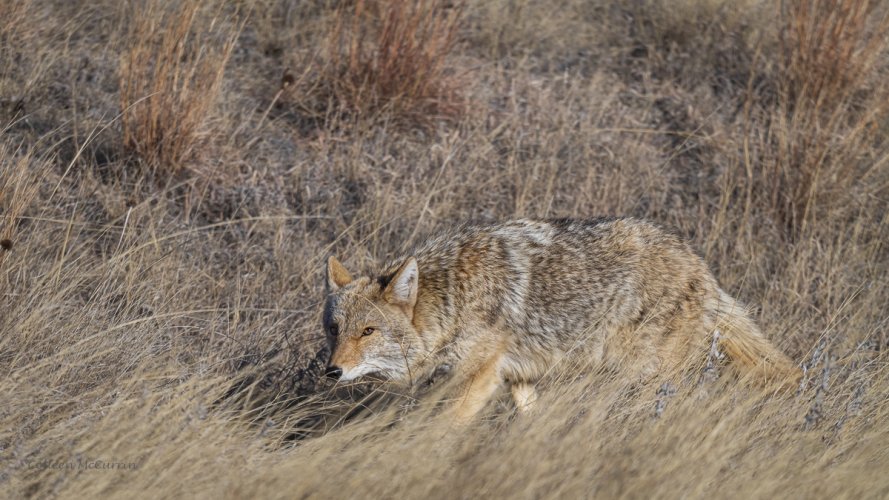 Coyote on the Prowl - Wind Cave NP