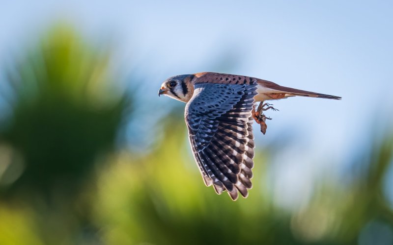 Birds in Flight -- Share your BIF Images