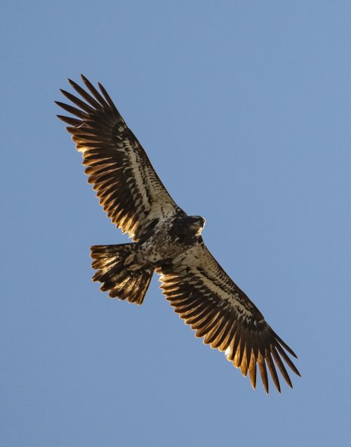 Birds in Flight -- Share your BIF Images