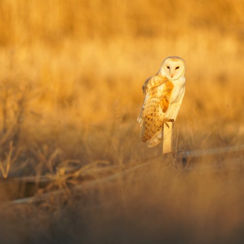 Barn Owl at sunset